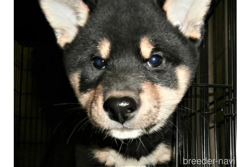 成約済の大阪府の柴犬-205884